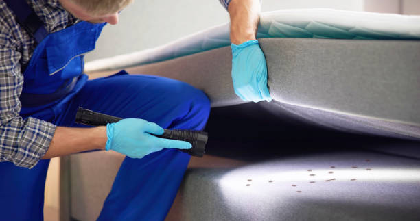 Best Local Pest Control Services  in Toquerville, UT