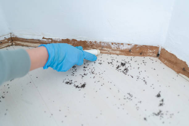 Best Commercial Pest Control Services  in Toquerville, UT